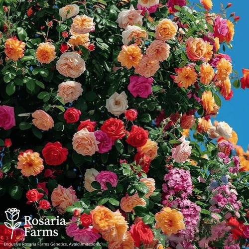 Eden Climbing Rose Seeds – Fast-Growing Award-Winning Variety (50% OFF | Limited Stock Available)