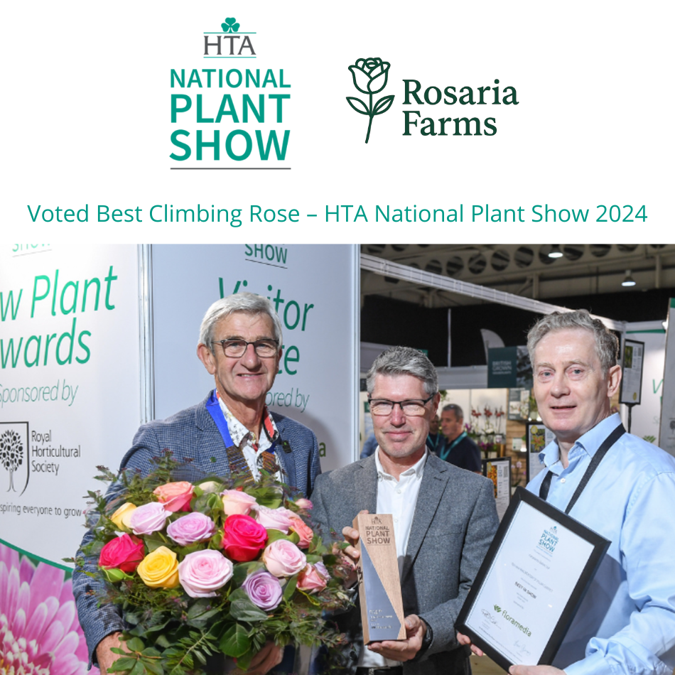 Eden Climbing Rose Seeds – Fast-Growing Award-Winning Variety (50% OFF | Limited Stock Available)