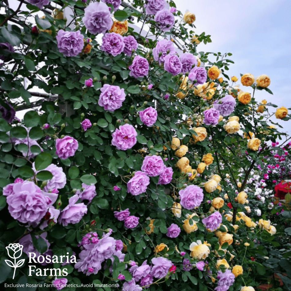 Eden Climbing Rose Seeds – Fast-Growing Award-Winning Variety (50% OFF | Limited Stock Available)