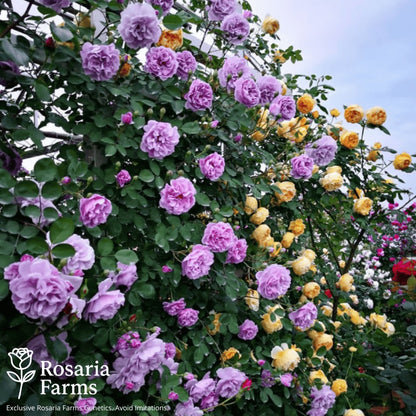 Eden Climbing Rose Seeds – Fast-Growing Award-Winning Variety (50% OFF | Limited Stock Available)