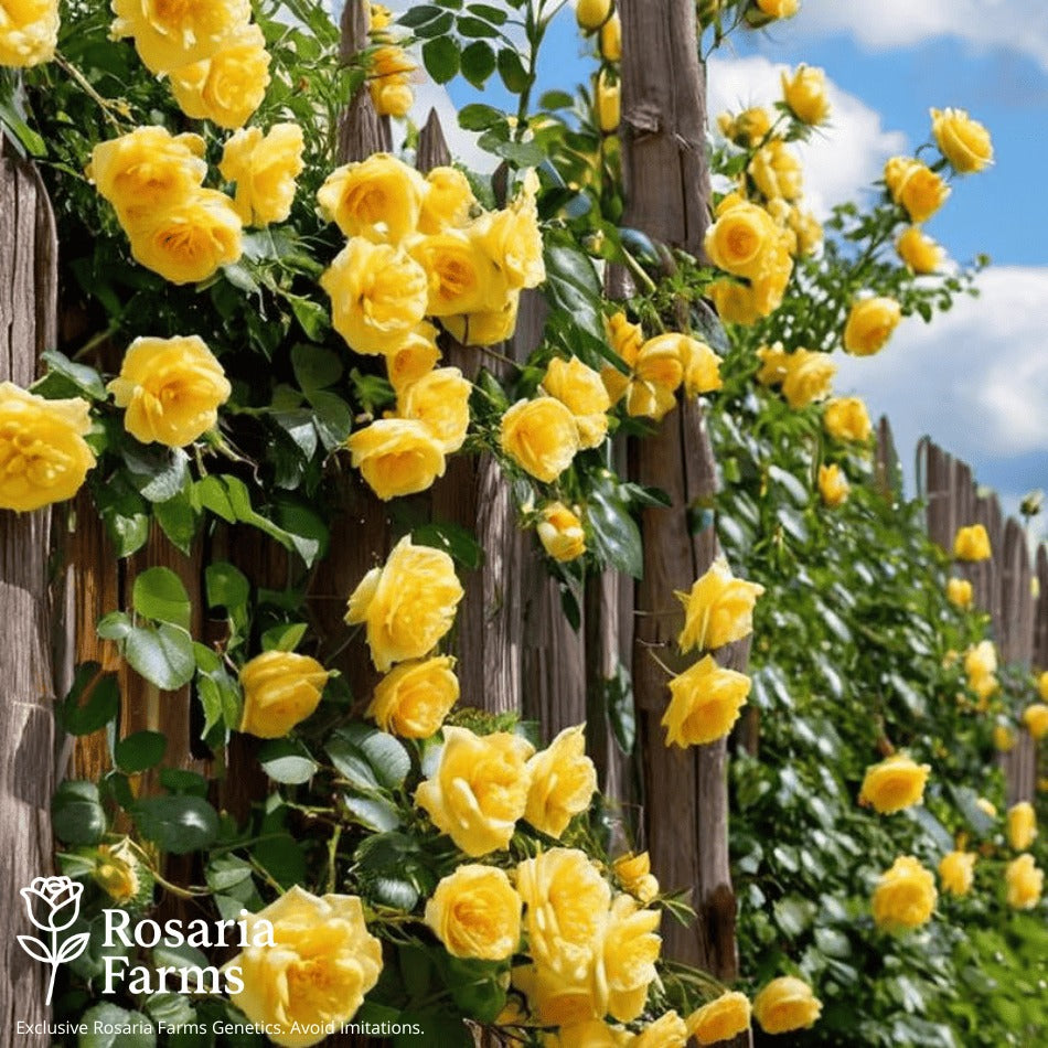Eden Climbing Rose Seeds – Fast-Growing Award-Winning Variety (50% OFF | Limited Stock Available)