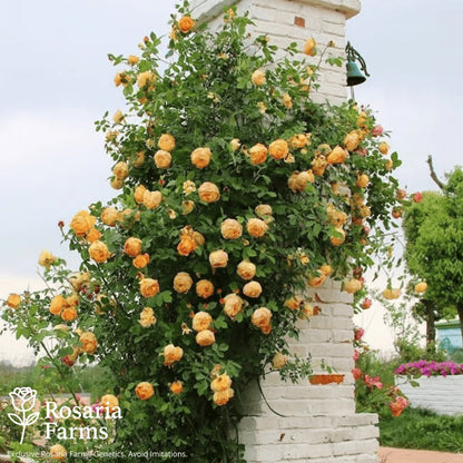 Eden Climbing Rose Seeds – Fast-Growing Award-Winning Variety (50% OFF | Limited Stock Available)