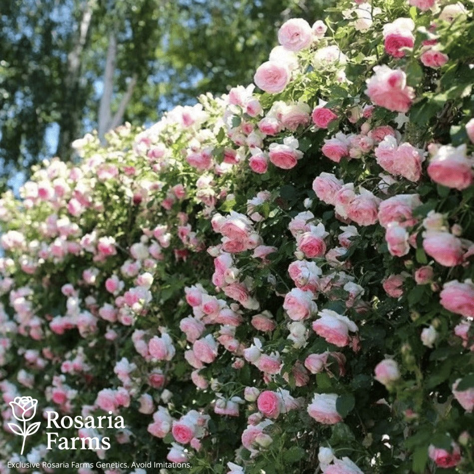 Eden Climbing Rose Seeds – Fast-Growing Award-Winning Variety (50% OFF | Limited Stock Available)