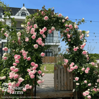 Eden Climbing Rose Seeds – Fast-Growing Award-Winning Variety (50% OFF | Limited Stock Available)