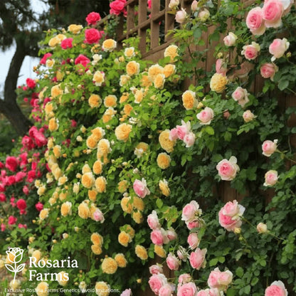 Eden Climbing Rose Seeds – Fast-Growing Award-Winning Variety (50% OFF | Limited Stock Available)
