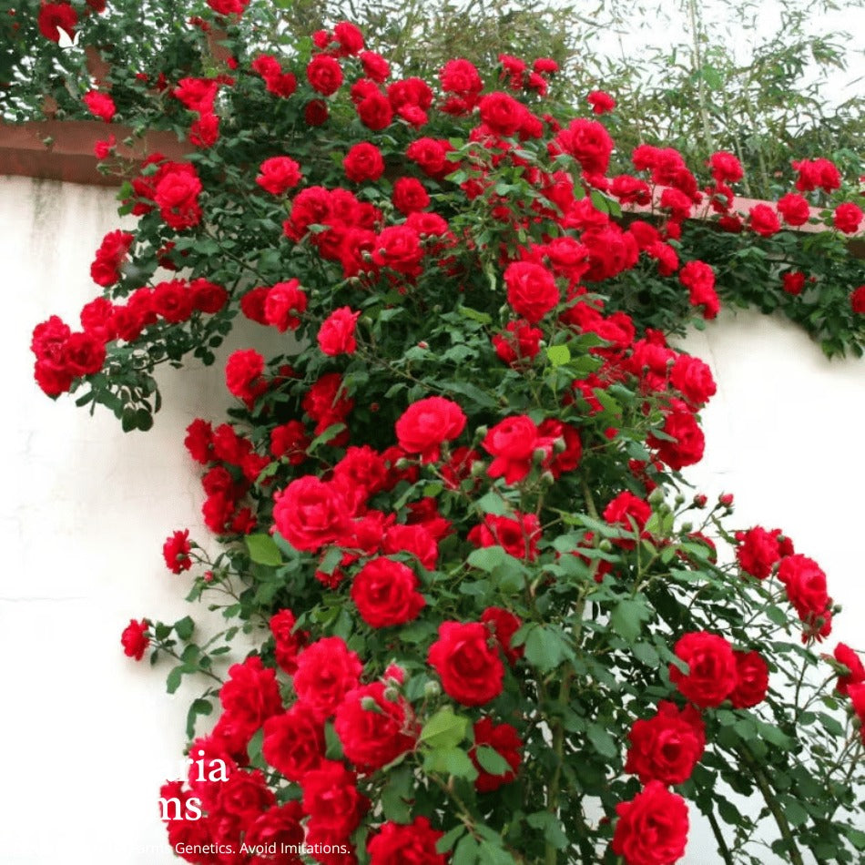 Eden Climbing Rose Seeds – Fast-Growing Award-Winning Variety (50% OFF | Limited Stock Available)