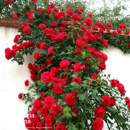 Eden Climbing Rose Seeds – Fast-Growing Award-Winning Variety (50% OFF | Limited Stock Available)