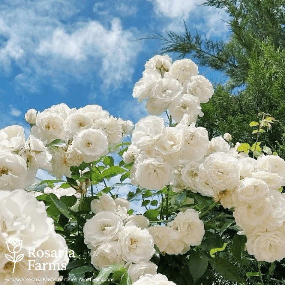 Eden Climbing Rose Seeds – Fast-Growing Award-Winning Variety (50% OFF | Limited Stock Available)